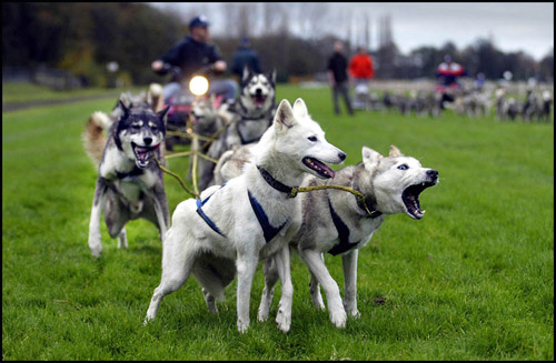 Demonstratie sledehonden Duindigt